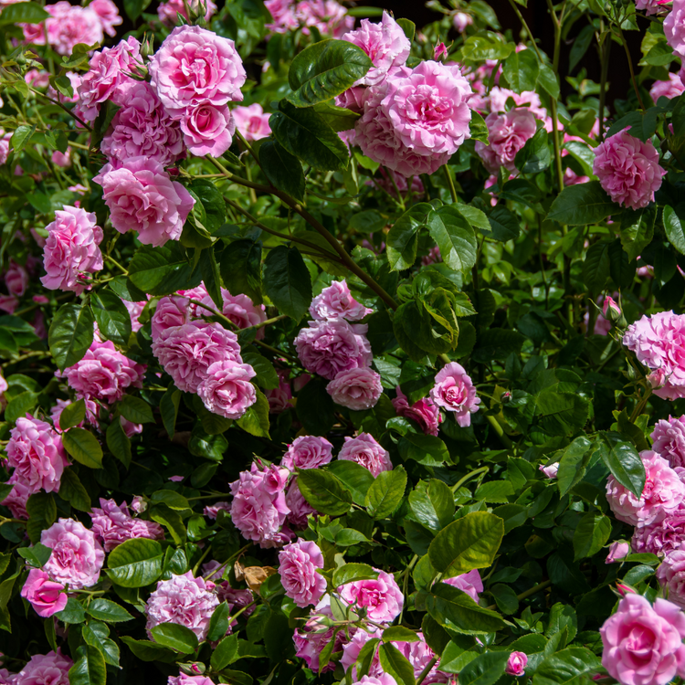 Pink Ramanus Rose Pot Grown 2L 60/80cm (x50) Multi-deal