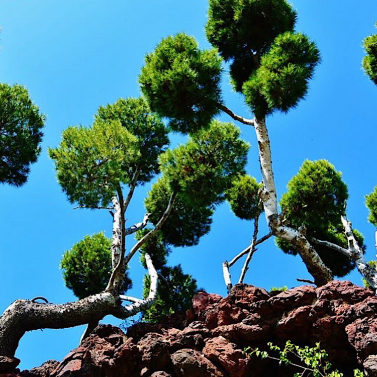 Pom Pom Olive Trees Pot Grown 70L Olive Old Trunk (x4) Multi-deal