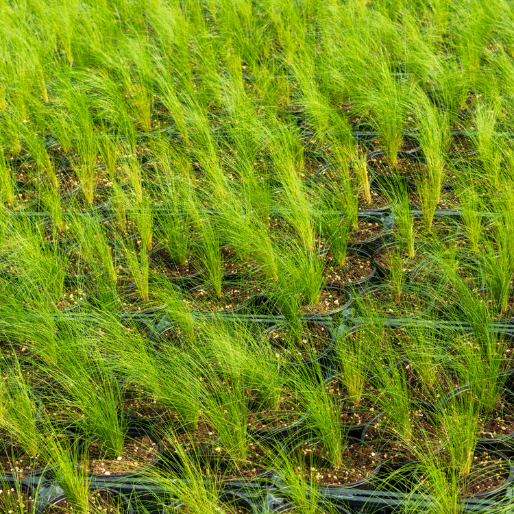 Pony Tails Ornamental Grasses Pot Grown 7.5L (x28) Multi-deal