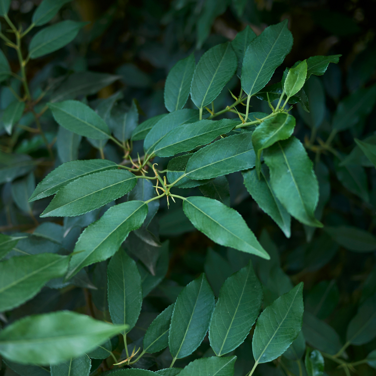 Portuguese Laurel Pot Grown 7.5L 80/100 (x28) Multi-deal