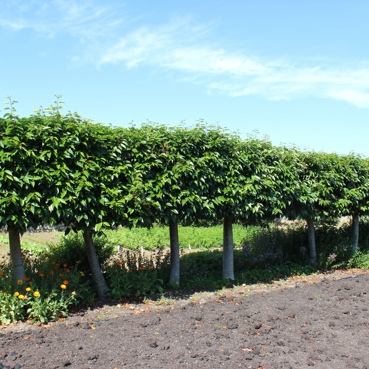 Portuguese Laurel Pleached Tree Pot Grown 45L Girth 10/12 200 Stem Frame 100x120 (x4) Multi-deal