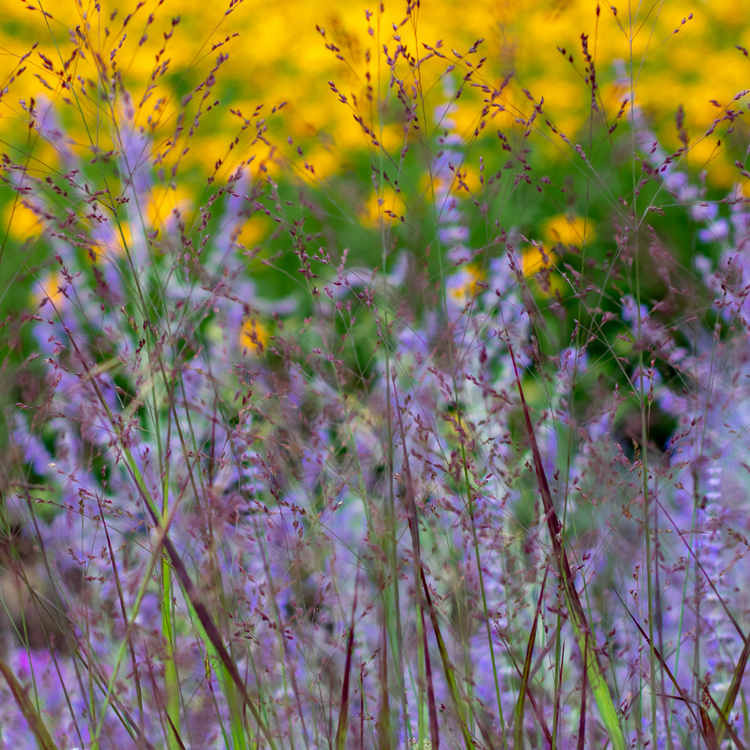 Prairie Sky Switchgrass Ornamental Grasses Pot Grown 5L (x40) Multi-deal