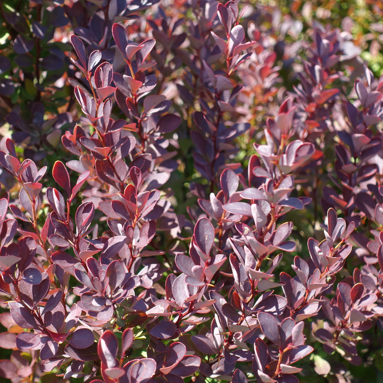 Purple Compact Barberry Pot Grown 10L 60/80cm (x14) Multi-deal