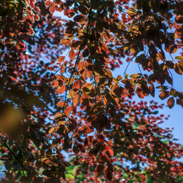 Purple Fountain Beech Ornamental Tree Pot Grown 5L 150/175cm (x40) Multi-deal
