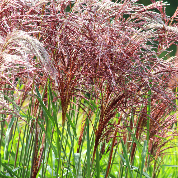 Red Chief Maiden Ornamental Grasses Pot Grown 5L (x40) Multi-deal