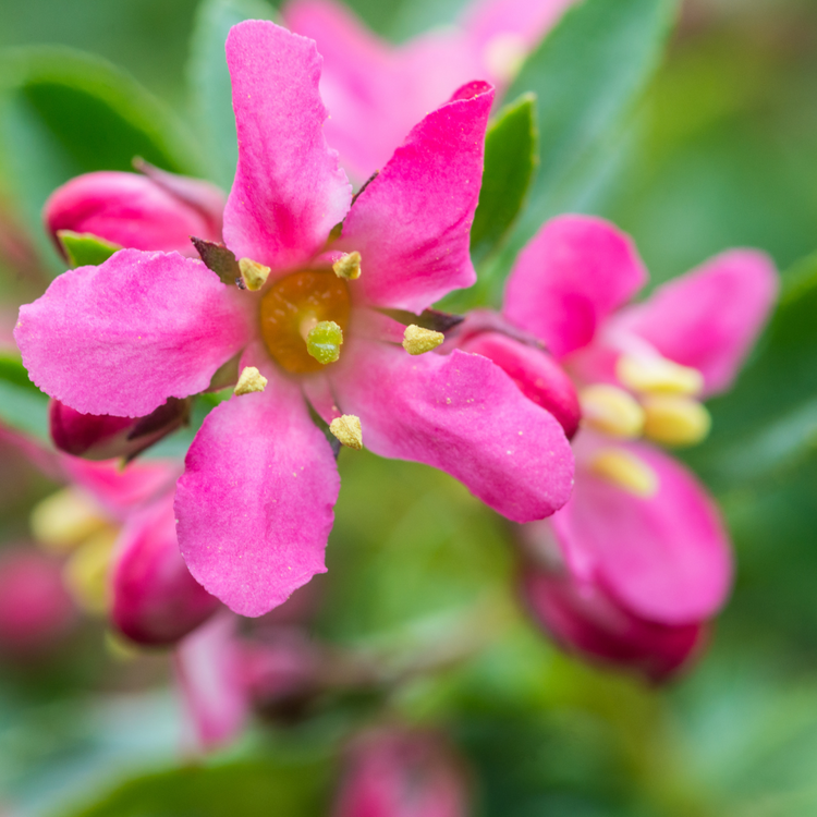 Red Escallonia Pot Grown 5L 40/60cm (x40) Multi-deal