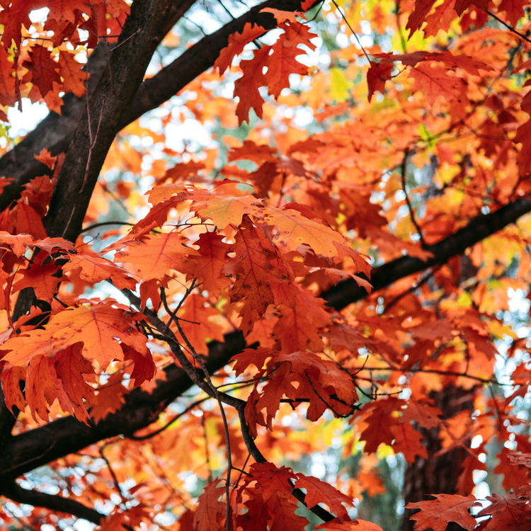 The Red Oak Ornamental Tree Pot Grown 30L 8/10 (x5) Multi-deal