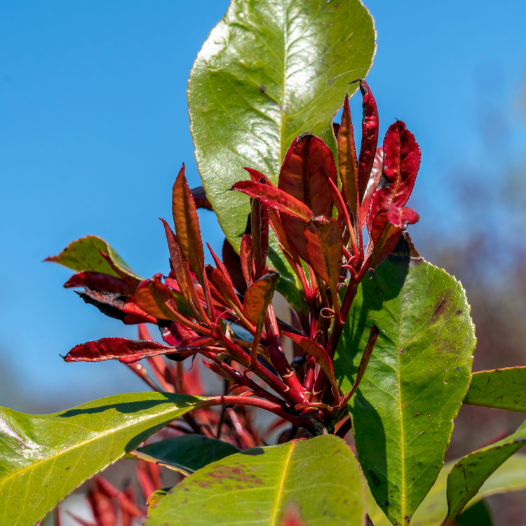 Red Robin Ornamental Tree Pot Grown 35L Girth 6/8 200 Stem (x4) Multi-deal