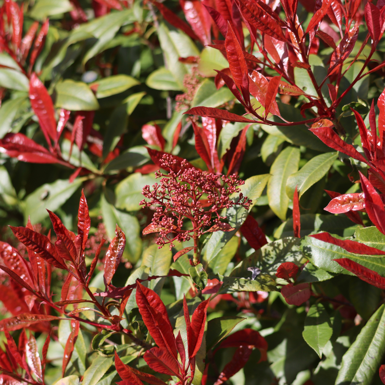 Red Robin Pleached Tree Pot Grown 45L 190/200cm Stem Girth 10/12 Frame 100x150 (x4) Multi-deal