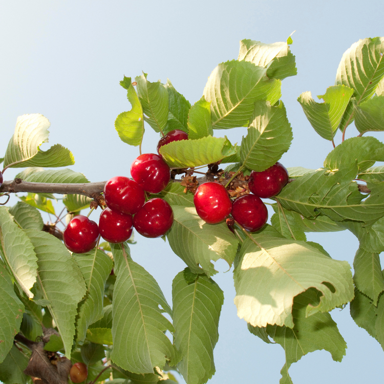 Regina Cherry Fruit Tree Pot Grown 7.5L 100 Trellis (x28) Multi-deal