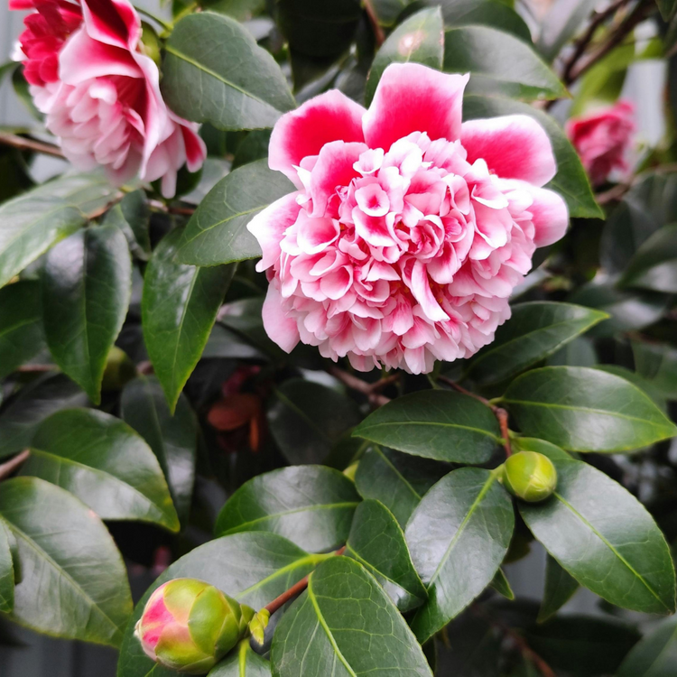 Rosedales Beauty Camellia Italian Plants Pot Grown 7.5L 80/100cm (x28) Multi-deal