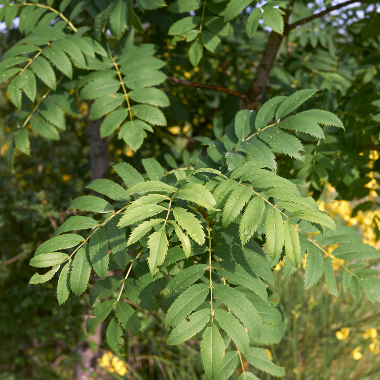 Rowan (Mountain Ash) Pot Grown 5L 125/150cm