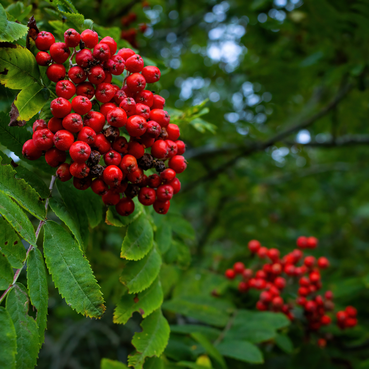 Rowan (Mountain Ash) Hedge (Sorbus aucuparia)