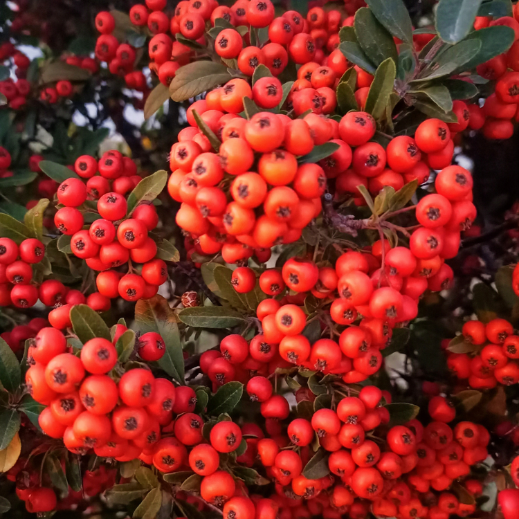 Rowan (Mountain Ash) Hedge (Sorbus aucuparia)