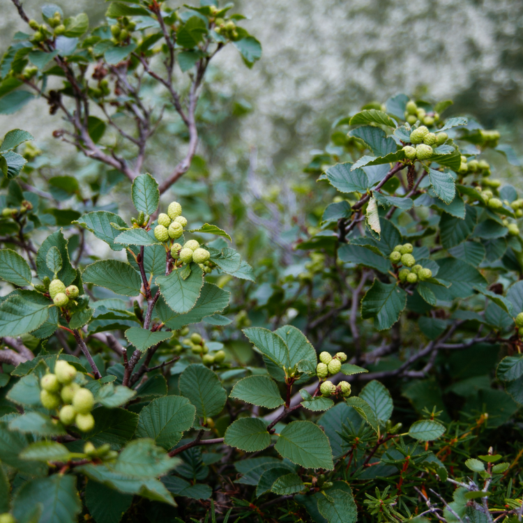 Rowan (Mountain Ash) Hedge (Sorbus aucuparia)