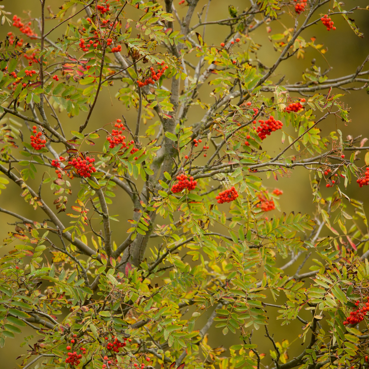 Rowan Ornamental Tree Pot Grown 10L 150/175cm Girth 6/8 (x14) Multi-deal