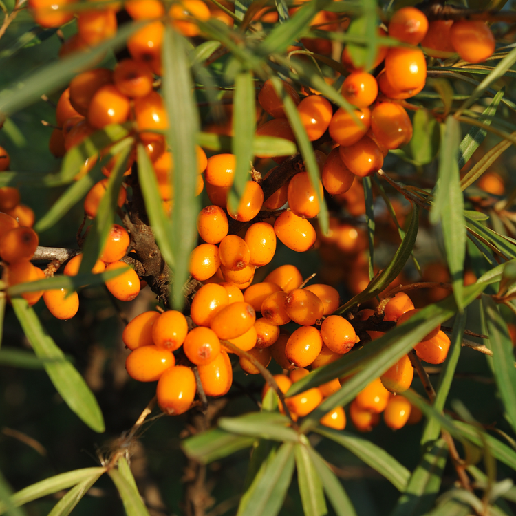 Sea Buckthorn Pot Grown 2L 40/60cm (x50) Multi-deal