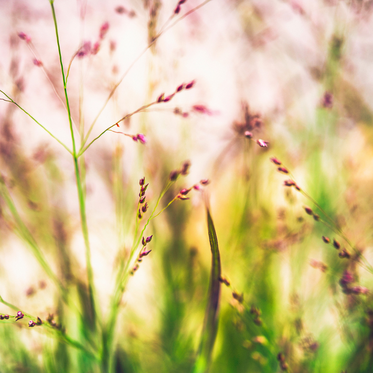 Shenandoah Switchgrass Ornamental Grasses Pot Grown 7.5L (x28) Multi-deal