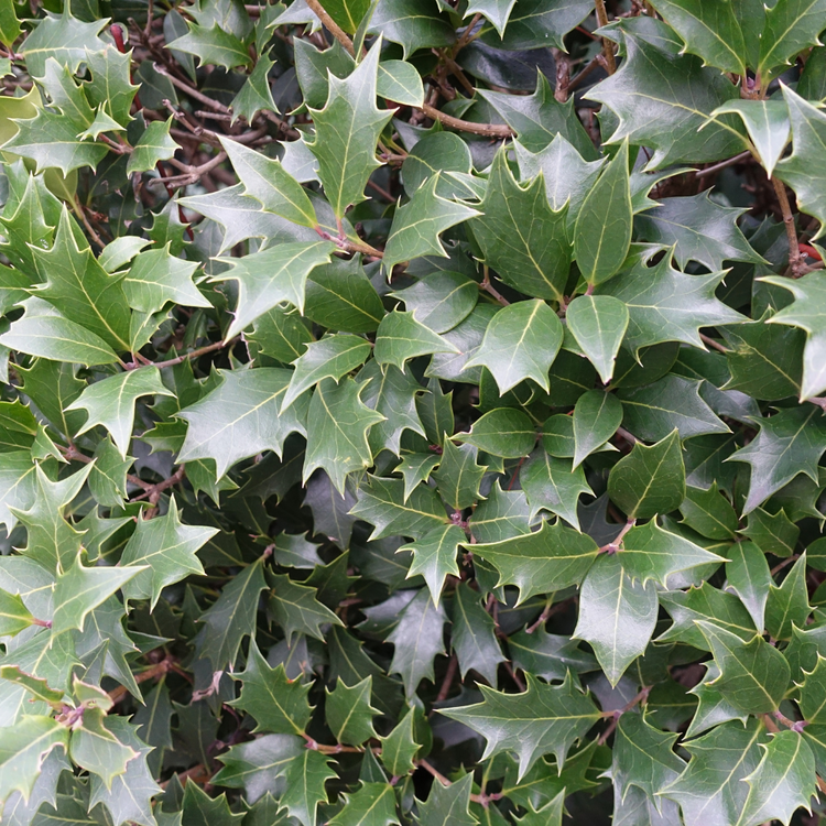 Silver Holly Pot Grown 5L 40/60cm (x40) Multi-deal