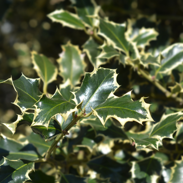 Silver Margined Holly Italian Plants Pot Grown 20L 200/225cm (x8) Multi-deal