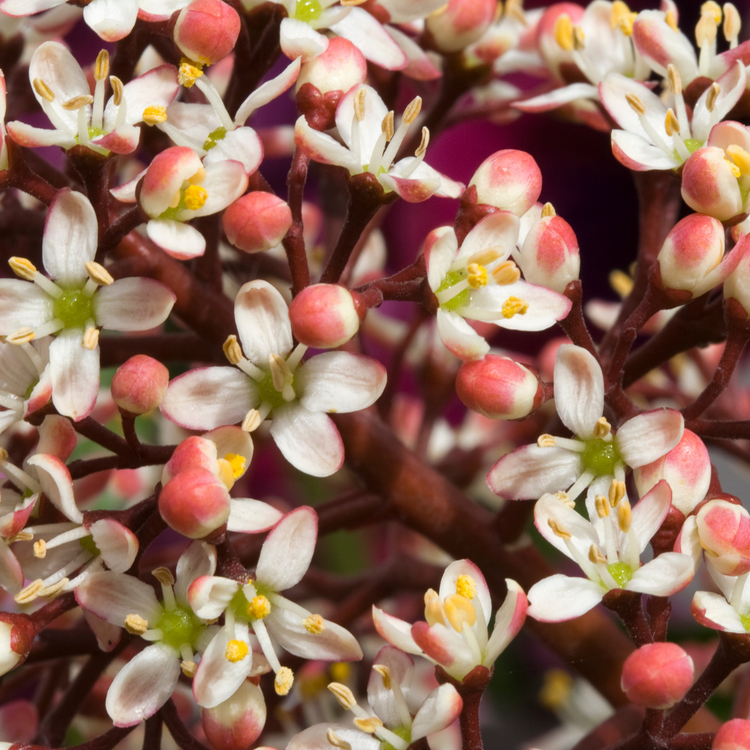 Skimmia 'Rubella' Shrub Pot Grown 2L 20/40cm (x50) Multi-deal