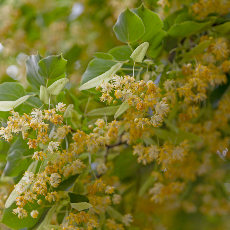 Small-Leaved Lime Pleached Tree Bare root 150/175cm Frame 100x120 (Pre-order for Nov 2025)