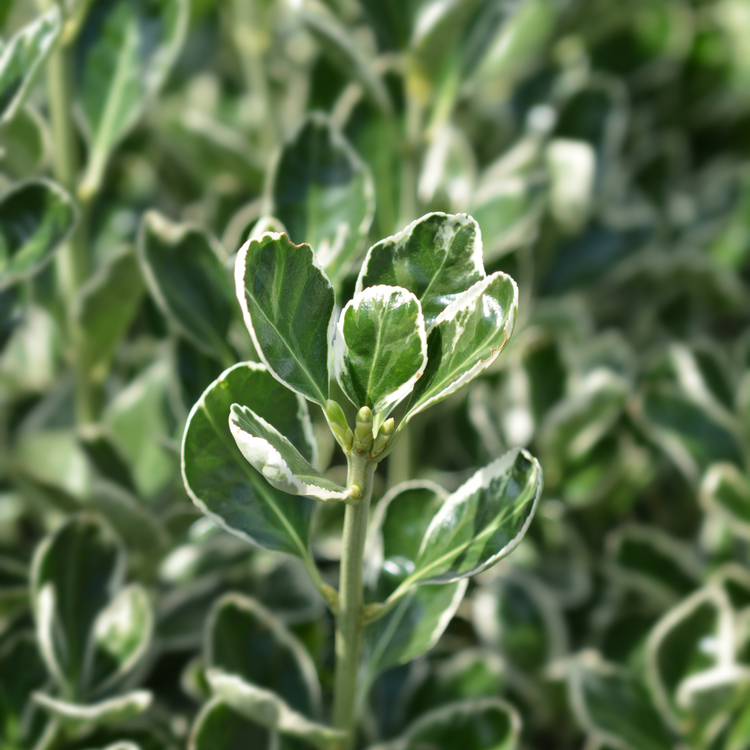 Spindle Bravo Italian Plants Pot Grown 10L 80/100cm (x14) Multi-deal