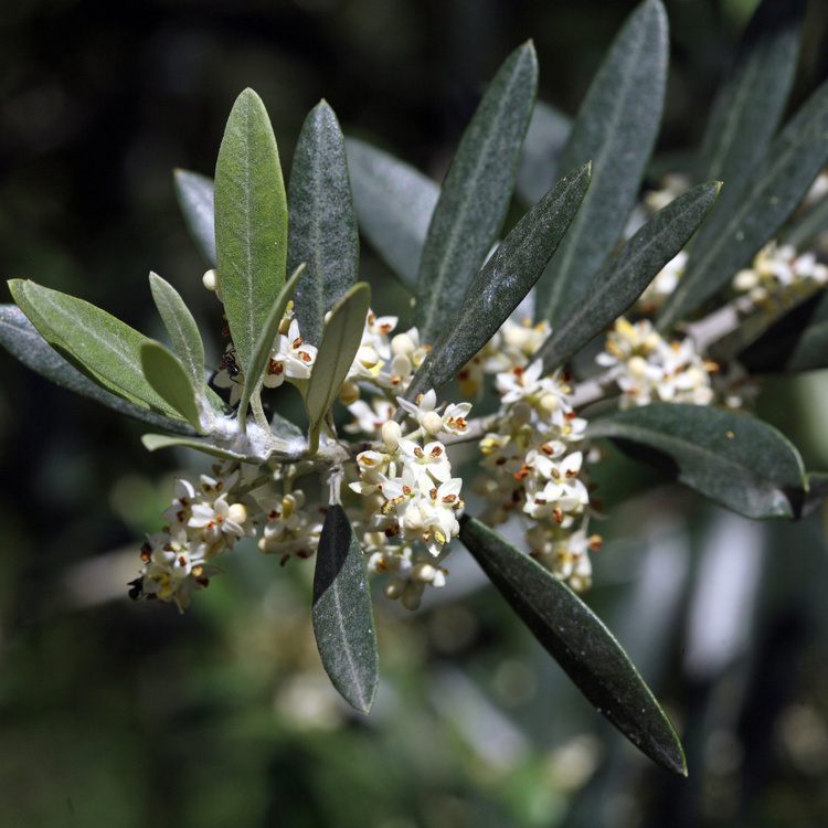 Spiral Olive Trees Pot Grown 55L (x4) Multi-deal