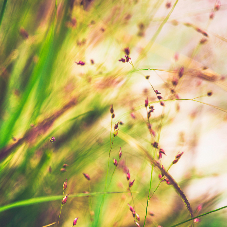 Squaw Switchgrass Ornamental Grasses Pot Grown 7.5L