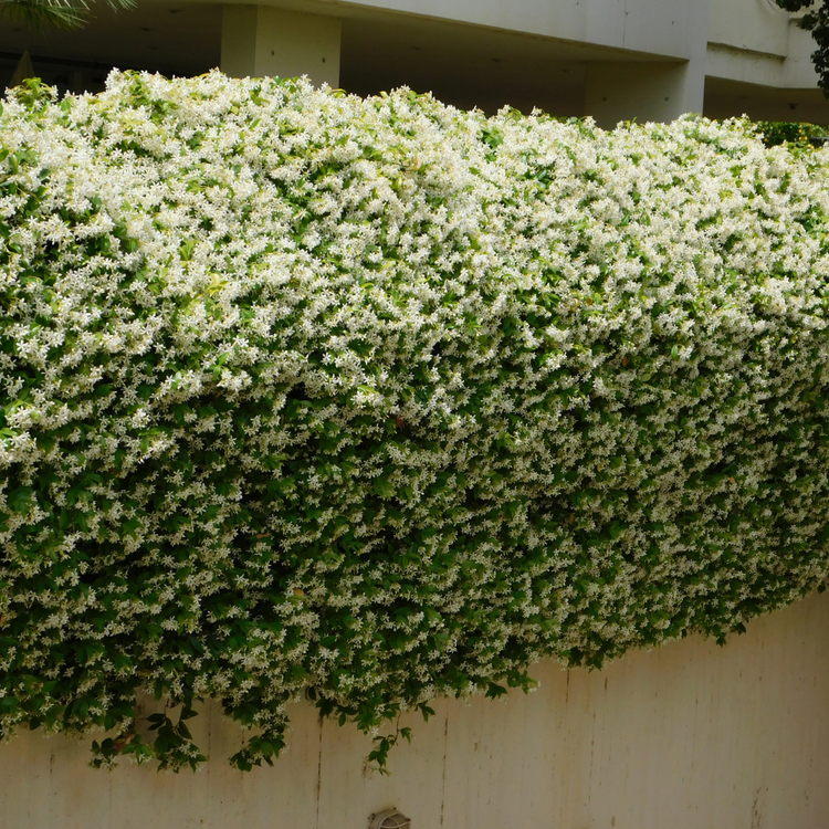 Star Jasmine Pot Grown 5L 100/125