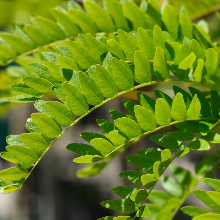 Sunburst Honey Locust Ornamental Tree Pot Grown 25L 8/10 (x6) Multi-deal