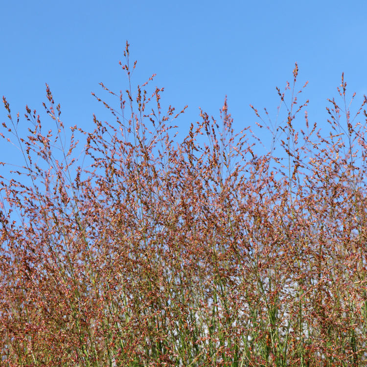 Switchgrass Ornamental Grasses Pot Grown 2L