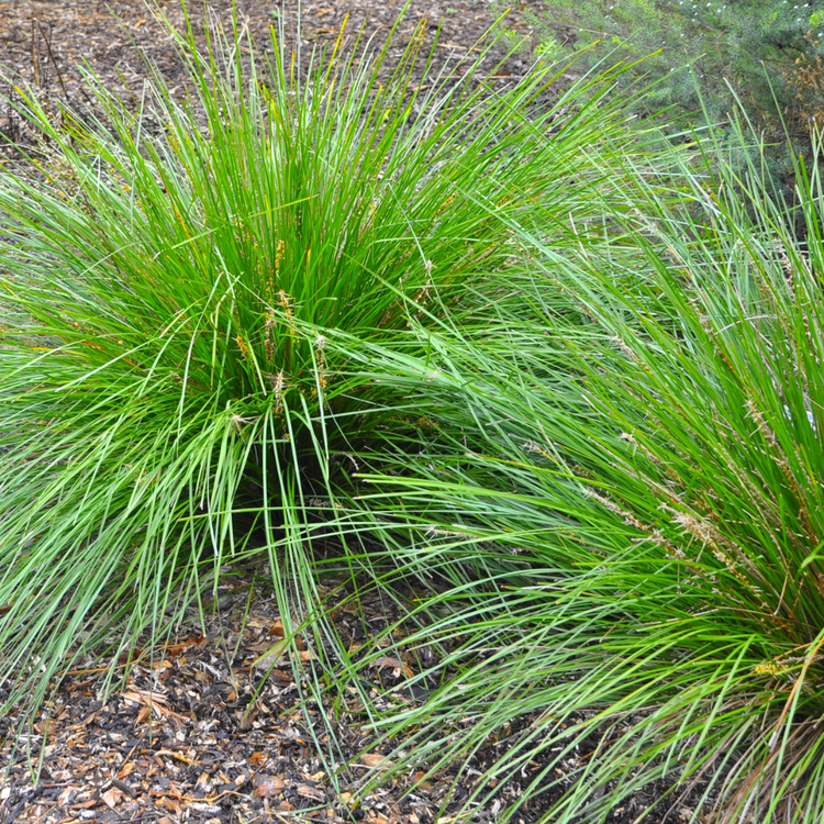 Tall Moor Ornamental Grasses Pot Grown 2L
