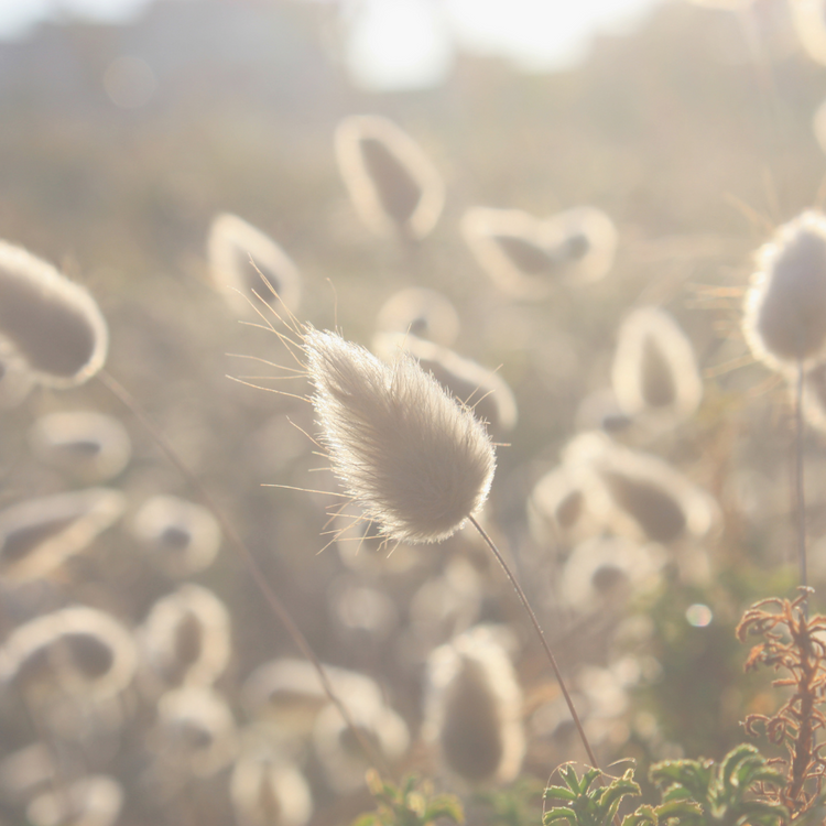 Tall Tails Maiden Ornamental Grasses Pot Grown 2L