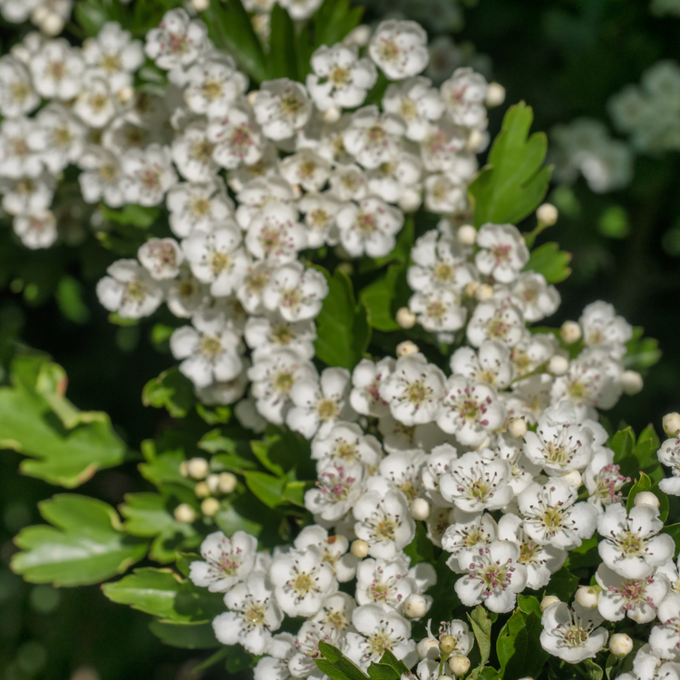 Thorn Free Mixed Native Hedging Pot Grown. For seasonal/pre-order availability and pricing, call 0330 236 7330.