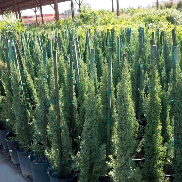 Totem Cypress Italian Plants Pot Grown 30L 150/175cm