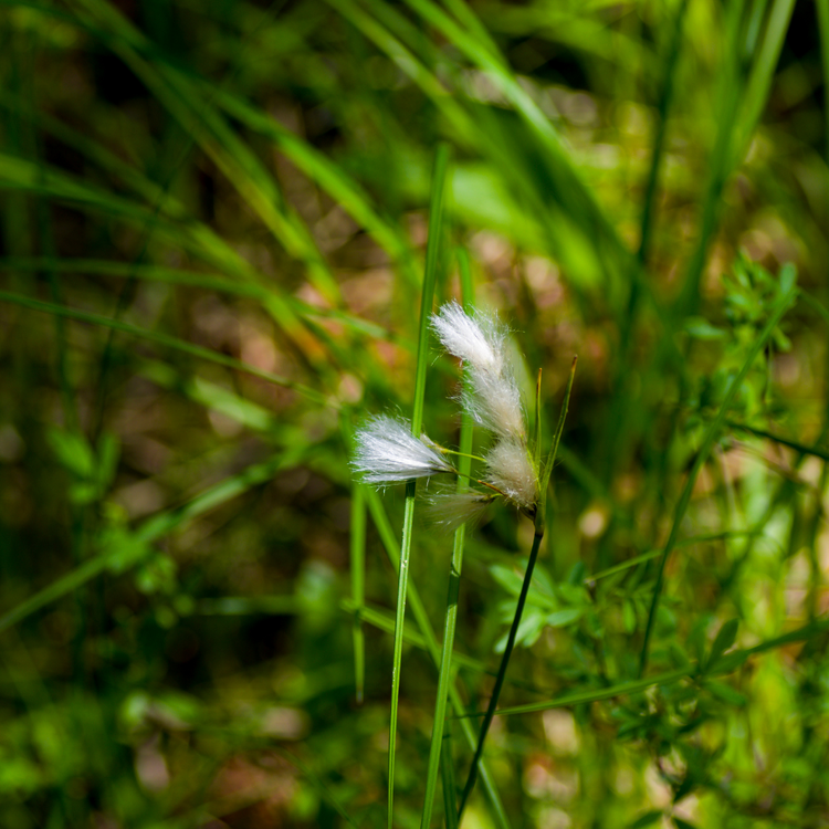 Tussock Sedge Ornamental Grasses Pot Grown 2L