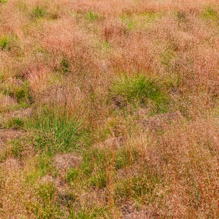 Variegated Purple Moor Ornamental Grasses Pot Grown 7.5L  (x28) Multi-deal