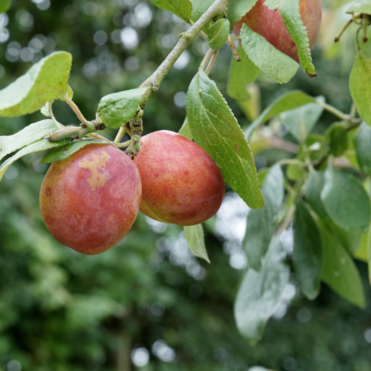 Victoria Plum Fruit Tree Pot Grown 7.5L 1/2 Std