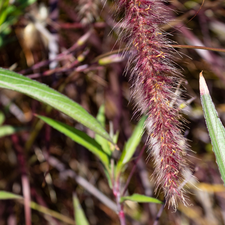 Viridiscens Fountain Ornamental Grasses Pot Grown 2L