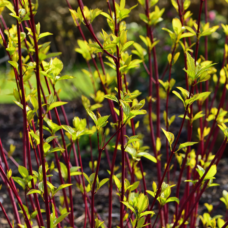 Vivid Red Dogwood Pot Grown 5L 80/100cm