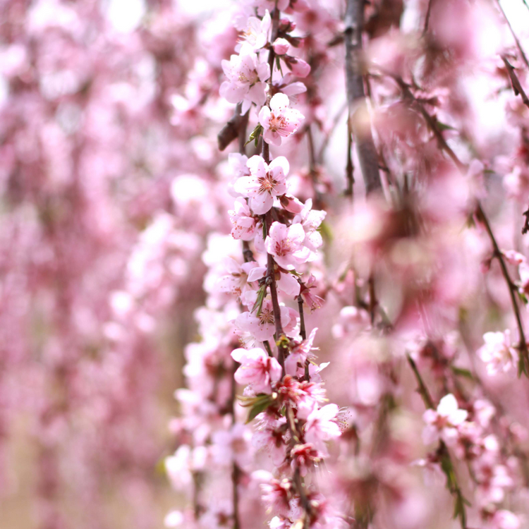 Weeping Cherry Snow Fountains Ornamental Tree Pot Grown 10L 1/2 Std