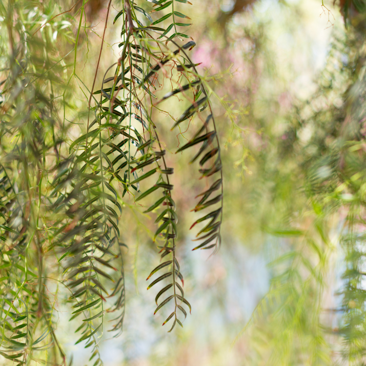 Weeping Willow Ornamental Tree Pot Grown 10L 175/200cm Girth 6/8