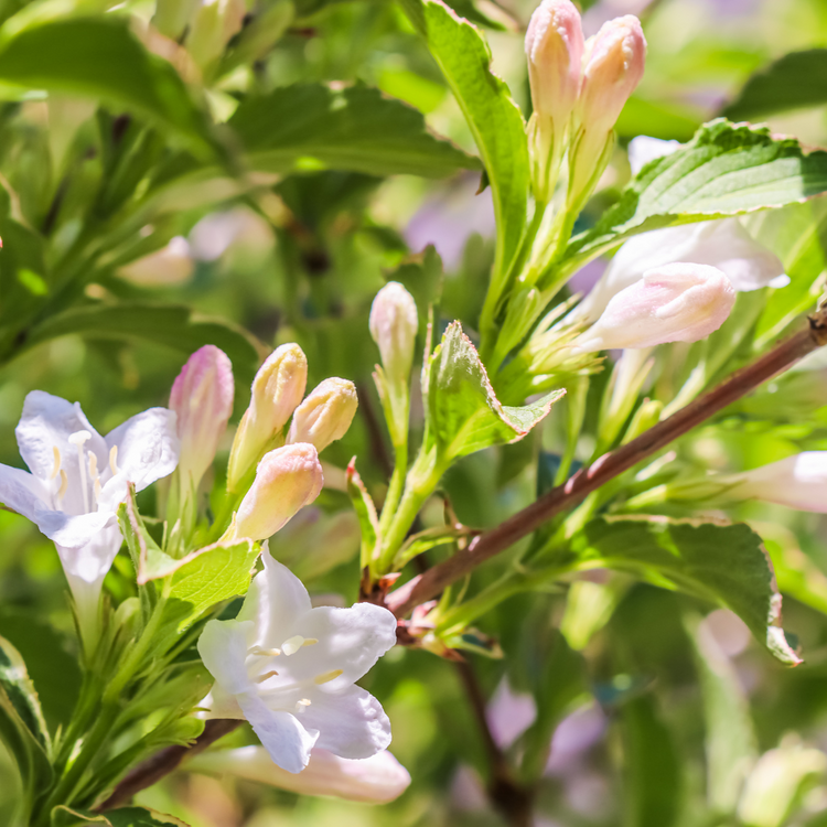 Weigela Florida Pot Grown 5L 20/40cm (x40) Multi-deal