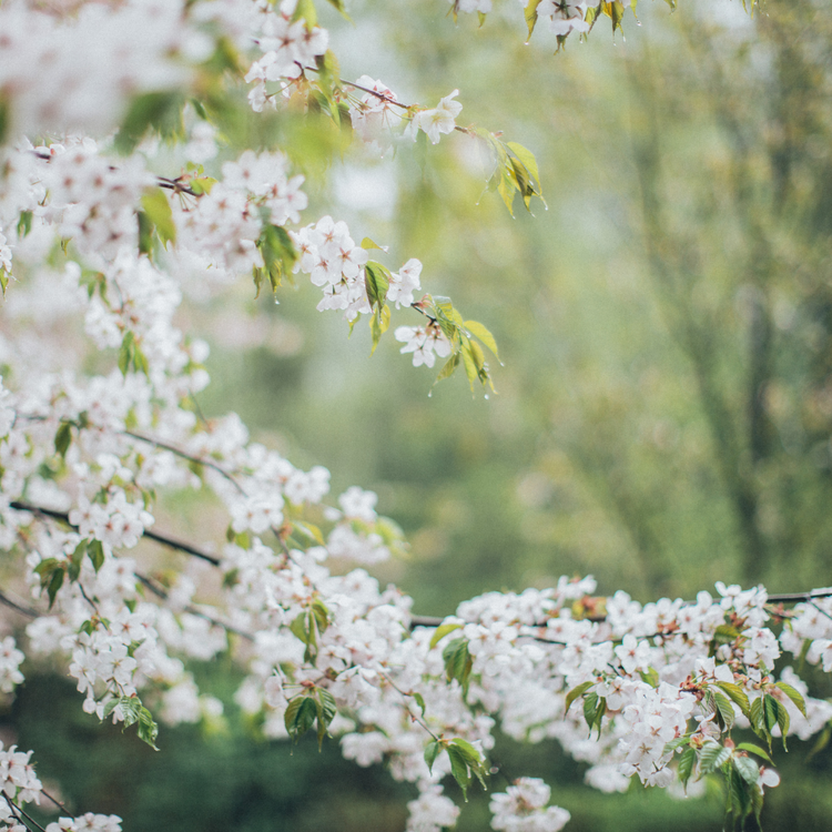 White Cloud Cherry Pleached Tree Pot Grown 55L 200/225cm Stem Girth 12/14 Frame 120x120 (x4) Multi-deal