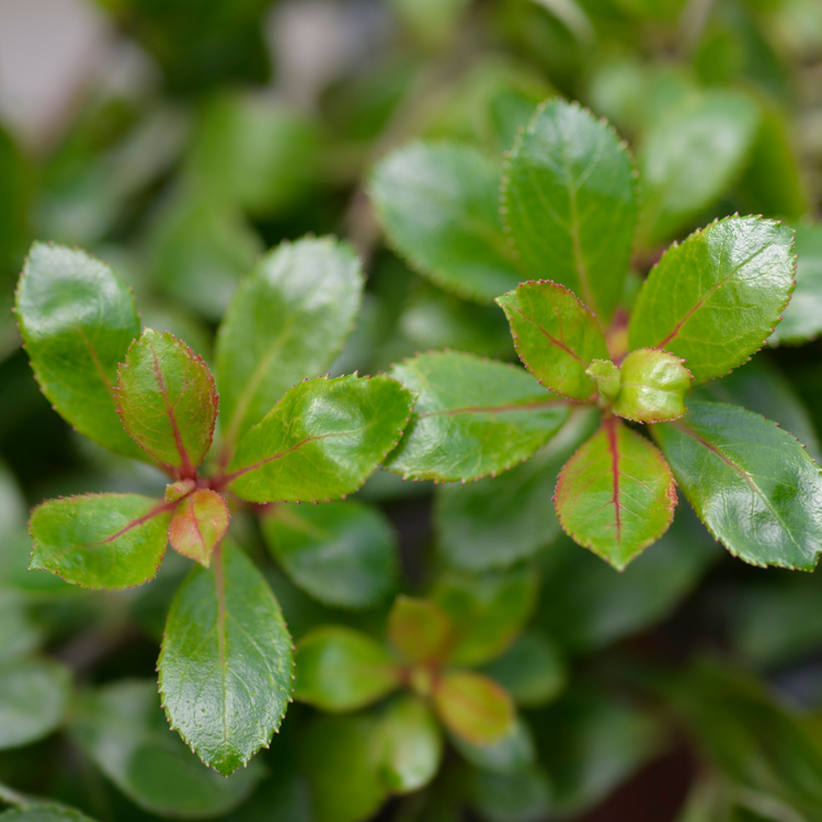 White Escallonia Pot Grown 2L 60/80cm (x50) Multi-deal