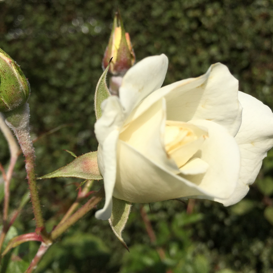 White Ramanus Rose Pot Grown 2L 40/60cm (x50) Multi-deal