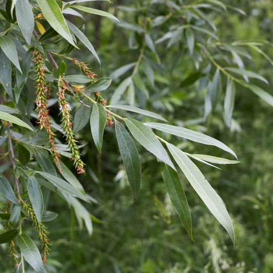 White Willow Bare root 100/125cm (Pre-order for Nov 2025)