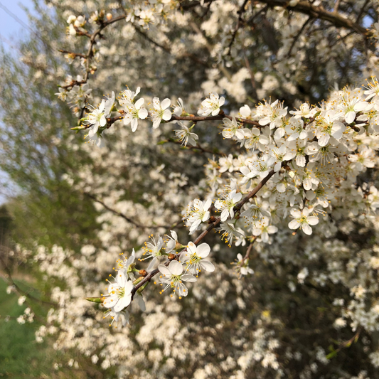 Wild Cherry Pot Grown 2L 100/125cm