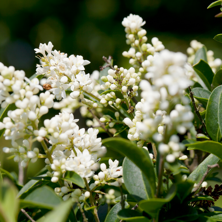 Wild Privet Hedge (Ligustrum vulgare)